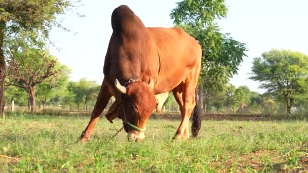 Vídeo Magnífico Toro Gir Marrón Con Cuello Grueso Pastando Campo — Vídeos de Stock