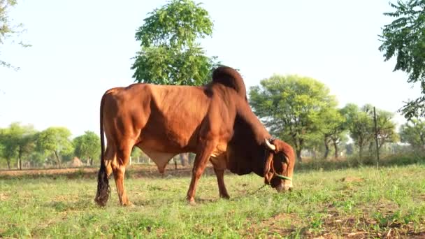 4K一个壮丽的棕熊公牛 脖子粗壮 在草地上吃草的视频 粮食生产 畜牧业 — 图库视频影像