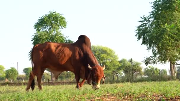 Videoclip Eines Brahmanischen Erwachsenen Braunen Gir Bullen Imposanter Züchter Für — Stockvideo
