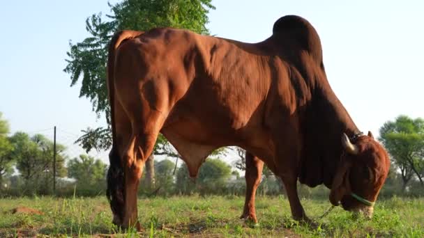 总部视频剪辑 一个婆罗门成人棕色的Gir公牛 强制饲养者在农田里放牧生肉 — 图库视频影像