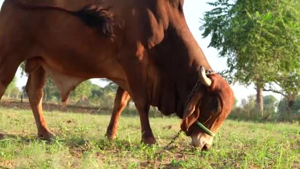 4K一个壮丽的棕熊公牛 脖子粗壮 在草地上吃草的视频 粮食生产 畜牧业 — 图库视频影像