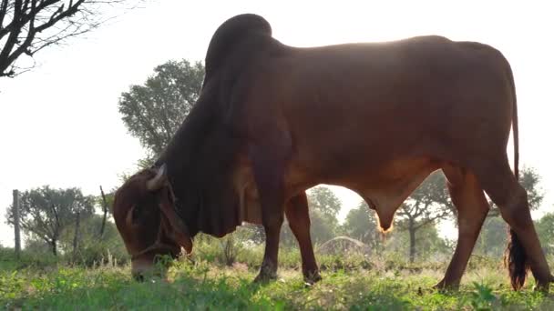 总部视频剪辑 一个婆罗门成人棕色的Gir公牛 强制饲养者在农田里放牧生肉 — 图库视频影像