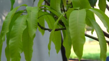 Taze yeşil mango yaprakları rüzgarda sallanıyor. Mangifera indica ağacında yeni yetişen yeşilimsi yapraklar. 4k Doğa Videosu.