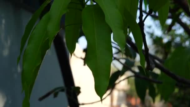 Недавно Растущие Листья Манго Домашнем Фоне Свежий Светло Зеленые Листья — стоковое видео