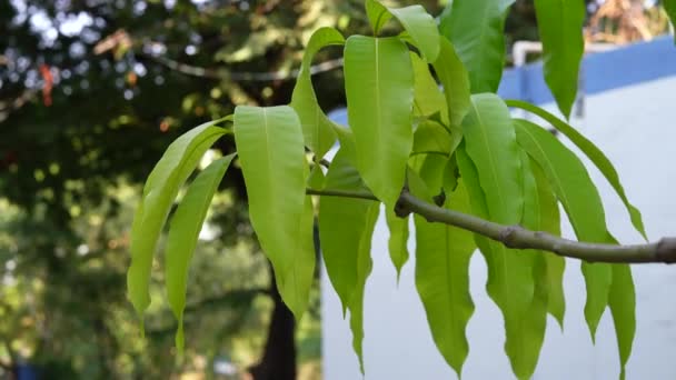 Evde Yeni Yetişen Mango Yaprağı Taze Yeşil Mango Yaprakları Bir — Stok video