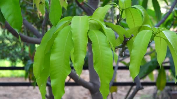 Taze Yeşil Mango Yaprakları Rüzgarda Sallanıyor Mangifera Indica Ağacında Yeni — Stok video