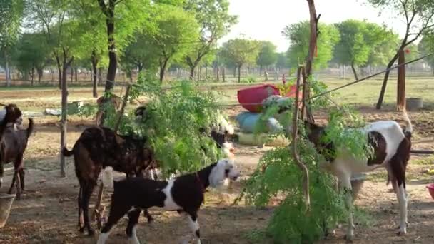 Plante Médicinale Moringa Pilon Chèvres Caprins Mangeant Des Feuilles Vertes — Video