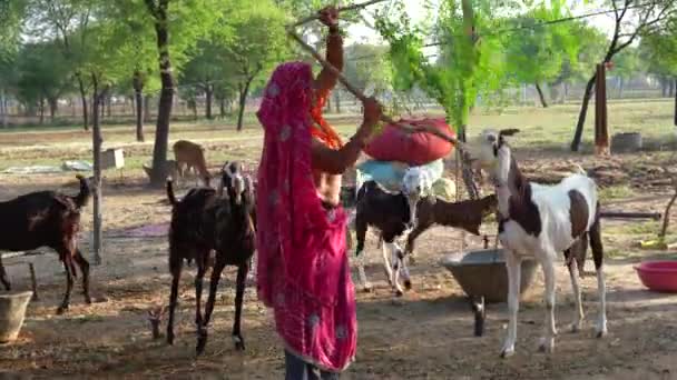 Moringa Drumstick Moringa 나무의 여성은 건강한 먹이를주는 그녀의 가축을 — 비디오