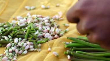 Hint yemeği ve sebze konsepti. Hint bitkisinin insan elinin sebze kullanımı için Moringa fasulyesi ya da kabuğu topladığı görüntüleri. Sağlık için organik bitkisel ilaçlar.