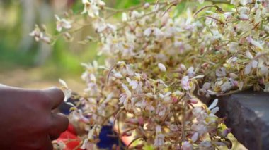 Hint şifalı bitki görüntüleri, turşu endüstrisi için Moringa ağacının organik sağlıklı çiçekleri. Aroma kokulu çiçekli yüksek kaliteli video.