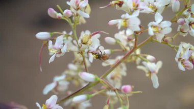 Bal arısının Bal Çubuğu 'nun beyaz çiçeklerinden ya da Moringa çiçeklerinden nektar toplamasına odaklan. Arılar kokulu çiçeklerden bal emerler..