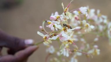 Apis Dorsata sessizce Moringa çiçeğine doğru yürür ve polen toplar. Kahverengi bal arısı arı kovanı için bal emiyor..