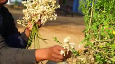 Çiftçi eli Moringa ya da Drumstick çiçeği topluyor. Sebze ve turşu endüstrisi için beyaz çiçekli natal.