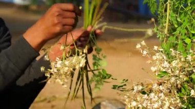 Moringa ya da Drumstick natal gibi tıbbi tesisleri temizleyen Hintli bir işçi. Moringa 'daki kapsül lifleri kabızlığı azaltmaya yardımcı olur. Sağlık hizmetleri kavramı.