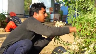Genç Hintli adam Moringa Oleifera çiçekleri topluyor. Deriyi ve saçı beslemek için. Gıda endüstrisi ve sağlık hizmetleri için organik kapsüller.