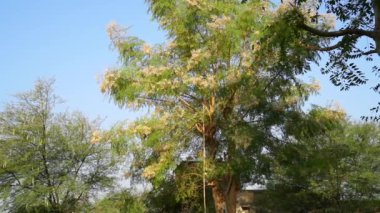 Moringa ya da Sahra bitkisinin mavi gökyüzü doğalı havadan çekimleri. Hindistan sağlık ve iyileşen acı hastalıkları için ilaç ağacı.