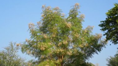Moringa ya da Sahra bitkisinin mavi gökyüzü doğalı havadan çekimleri. Hindistan sağlık ve iyileşen acı hastalıkları için ilaç ağacı.