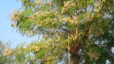 Sahjan ya da Sailana fabrikasına yakın çekim. Drumstick veya Moringa 'nın tarım çiftliğindeki tıbbi fabrikasının yüksek kaliteli görüntüleri.