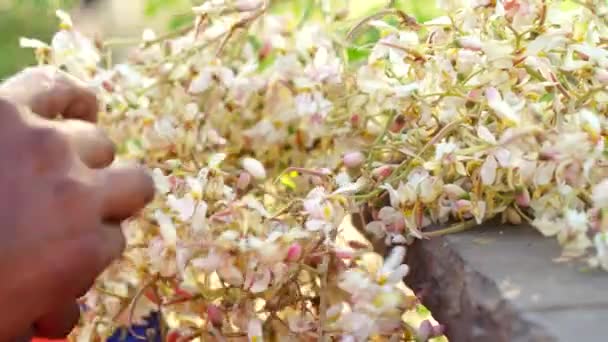Moringa Oleifera White Radial Pods Nahaufnahme Menschliche Hand Pflückt Weiße — Stockvideo