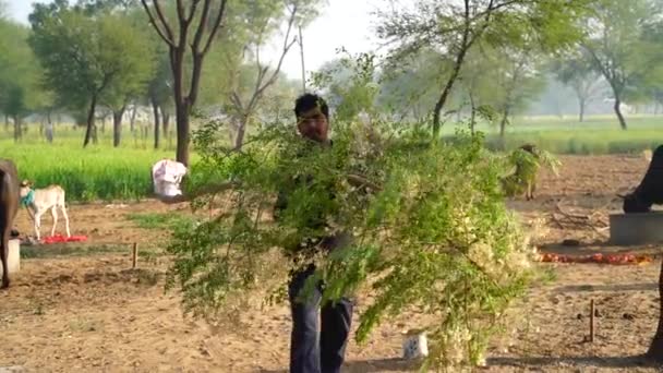 Индийский Фермер Собирает Ветви Растений Moringa Oleifera Drumstick Медицинских Целей — стоковое видео