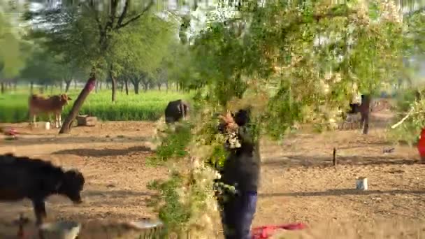 Ένας Ινδιάνος Κουβαλάει Πράσινα Κλαδιά Για Κατσίκα Έννοια Της Κτηνοτροφίας — Αρχείο Βίντεο