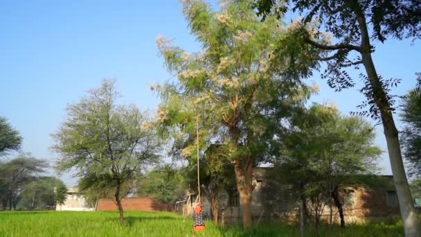 Індійська Жінка Працівник Збирає Зелене Трав Яне Листя Дерева Морінга — стокове відео