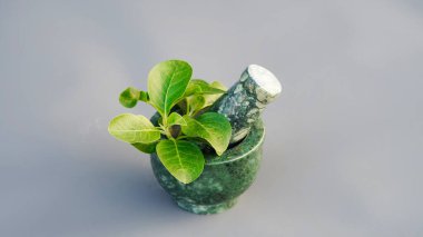 Grinding Bowl 'da taze yeşil yapraklı Ashwagandha Şifalı Bitki, Withania Somnifera, Ashwagandha, Indian Ginseng, Poison Gooseberry, veya Winter Cherry olarak da bilinir..