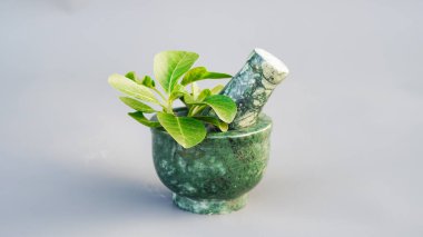 Grinding Bowl 'da taze yeşil yapraklı Ashwagandha Şifalı Bitki, Withania Somnifera, Ashwagandha, Indian Ginseng, Poison Gooseberry, veya Winter Cherry olarak da bilinir..