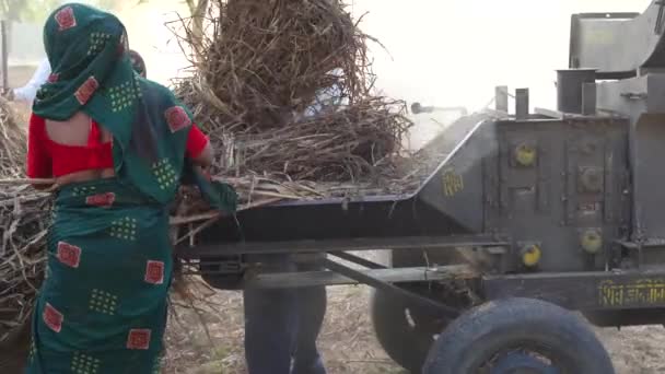 Indische Bauern Arbeiten Einer Bajra Dreschmaschine Die Perlhirse Und Gras — Stockvideo