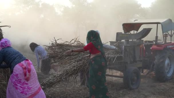 午前中に機械にフィールド上の農民の収穫穀物 — ストック動画