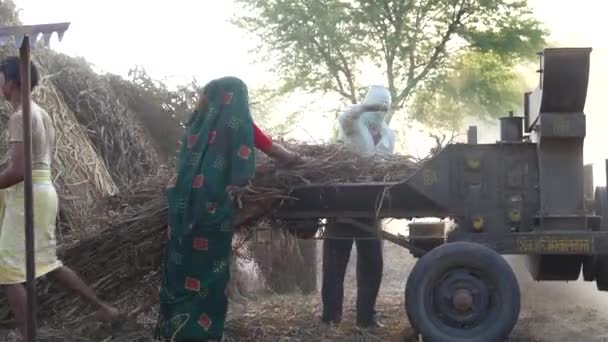 Індійські Фермери Працюють Сухій Машині Машини Подрібнення Перлового Пшоняного Врожаю — стокове відео