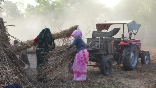 Индийские Фермеры Работающие Молотильной Машине Молотят Молотилку Жемчужном Просо Вытекая — стоковое видео