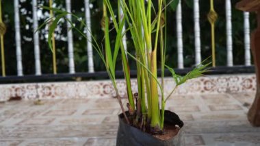 Bitki yaprağına yakın çekim. Taze bitki saksısı. Seedling. Saklı