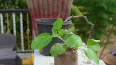 Genç adamların ellerine, küçük bitkiler ekmelerine, çiftçilere, genç tohumlar ekmelerine yakın.