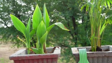Genç adamların ellerine, küçük bitkiler ekmelerine, çiftçilere, genç tohumlar ekmelerine yakın.