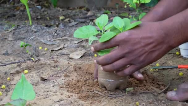 Young Ashwagandha Withania Somnifera Seedlings Recycled Plastic Bottles Environmental Awareness — Stock Video