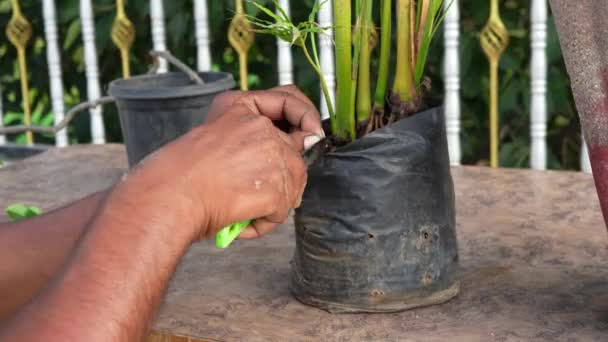 自宅で植物を移植しながら緑色の芽を抱えている若者の手を閉じる — ストック動画