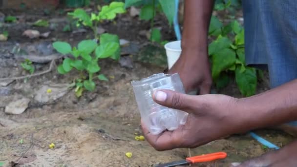 プラスチックボトルの第二の人生 ウィタニアのソムニエラ植物のための鍋として 屋内植物のための使用されたプラスチックびん — ストック動画
