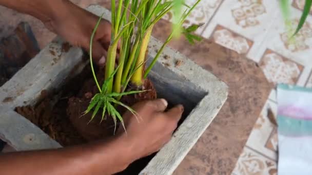 Männerhände Die Setzlinge Die Erde Pflanzen Selektiver Fokus Pflanzen Und — Stockvideo
