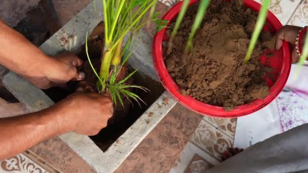 Close Young Man Hands Planting Small Plants Farmer Planting Young — Stock Video