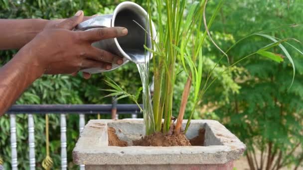 種を植え テラスでガーデニングする ヤングマンガーデナー植物は家庭菜園のテーブルに立っている土と鍋で種子 — ストック動画