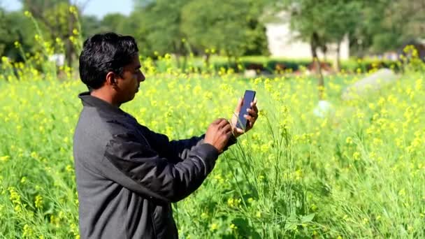 农业生产概念 年轻的农学家在夏天田里研究芥末作物 菜田上的农民 — 图库视频影像