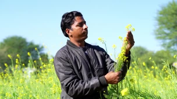 Фермерська Рука Тримає Гірчичні Квіти Полі Молодий Щасливий Індійський Фермер — стокове відео