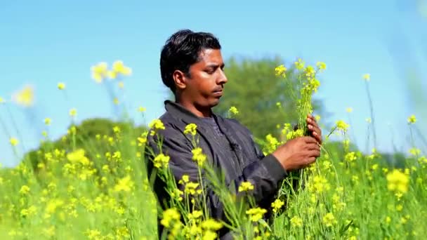 Tarım Üretim Konsepti Genç Tarımcı Yazın Tarlada Hardal Mahsulünü Inceler — Stok video
