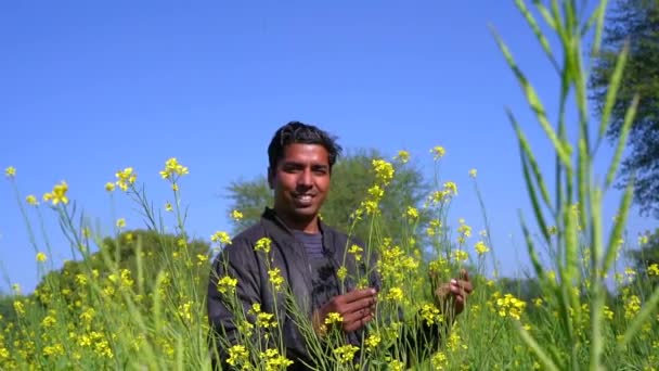 Tarım Üretim Konsepti Genç Tarımcı Yazın Tarlada Hardal Mahsulünü Inceler — Stok video