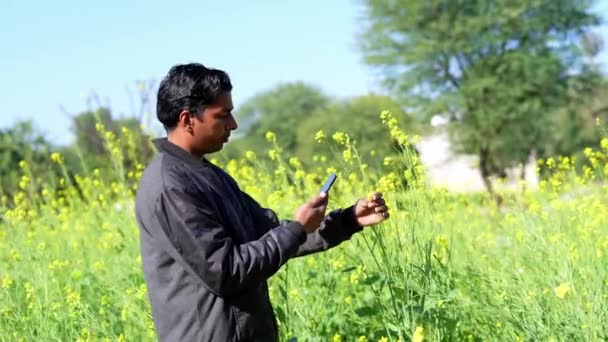 Farmer Examining Mustard Crop Using Mobile Agronomist Blooming Rapeseed Field — Stock Video