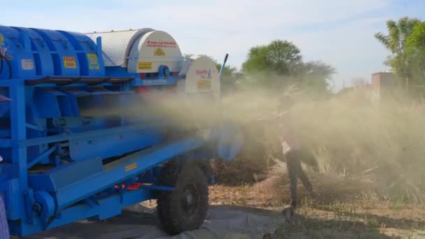 Работники Фермы Толкают Связки Горчицы Brassica Nigra Молотилку Отделения Зерна — стоковое видео