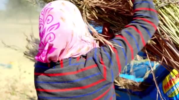 在阳光明媚的日子里 农场工人们把一捆捆芥末或甘蓝菜放进脱粒机 以便从稻草中分离谷物 2023年11月5日Jaipur Rajasthan India — 图库视频影像