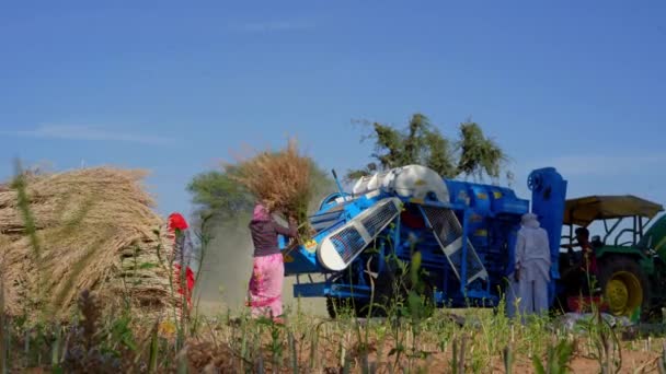 Tractor Trabajando Con Trilladora Campo Agricultores Separando Paja Del Grano — Vídeo de stock