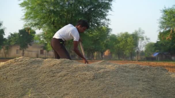 農業分野における手作業 地面に汚れたシャベルを覆う男 乾いた干し草を貯蔵するインドの若い農民またはミレットの作物のわら — ストック動画